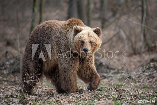 Picture of Big brown bear in forest